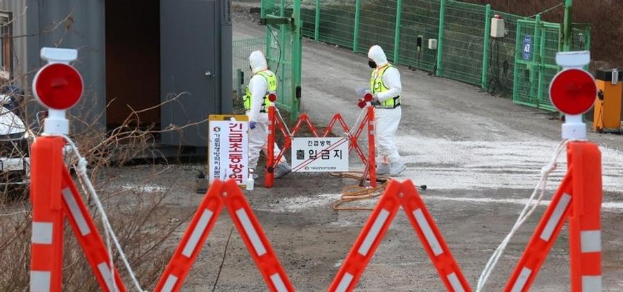 South Korea confirms eighth African swine fever case in 2026