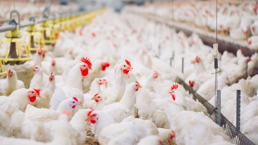 Blocages portuaires : l’aviculture marocaine au bord de la crise