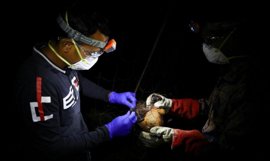 世界卫生组织报告：孟加拉国北部一名女子死于尼帕病毒感染