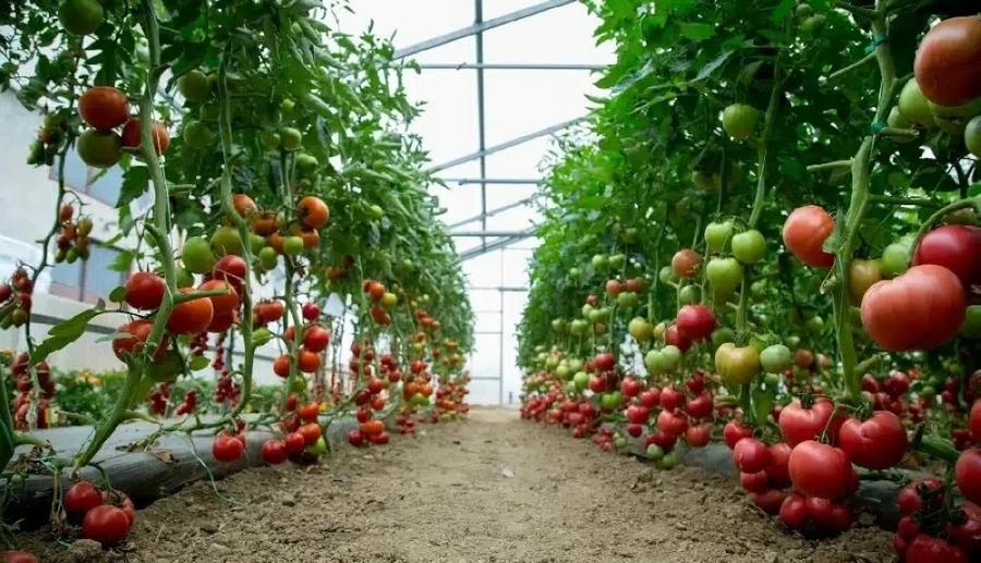 Légumes sous serre : le climat perturbe l’offre et maintient les prix sous tension