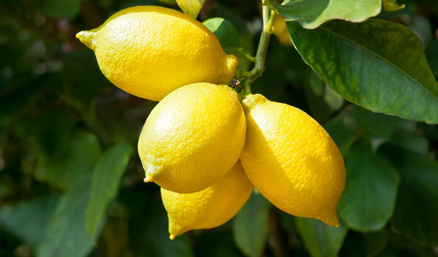 Citron marocain : une reprise historique pour la saison 2024/2025