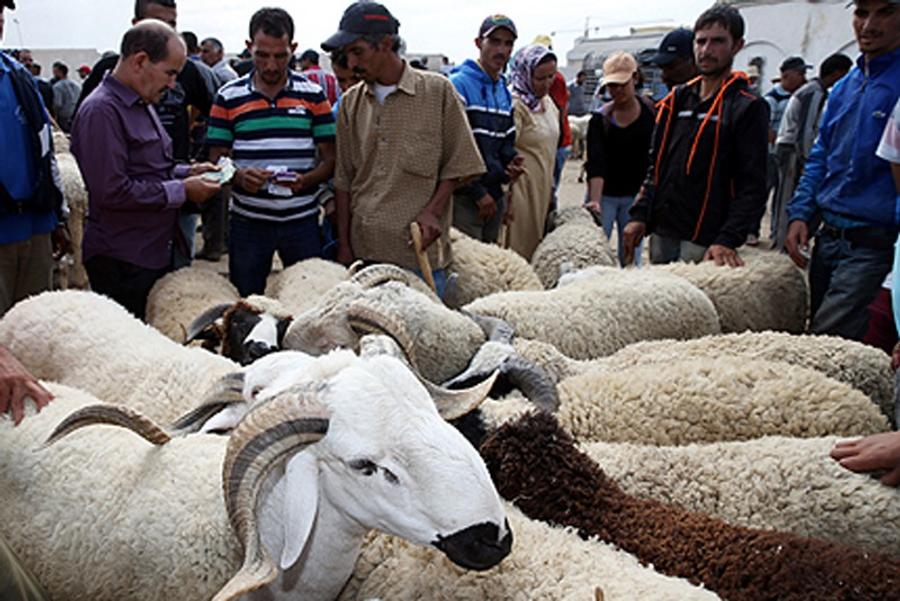 Aïd al-Adha 2026 : un marché du bétail sous pression au Maroc