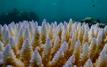Half of global coral reefs bleached during prolonged marine heatwave, study finds