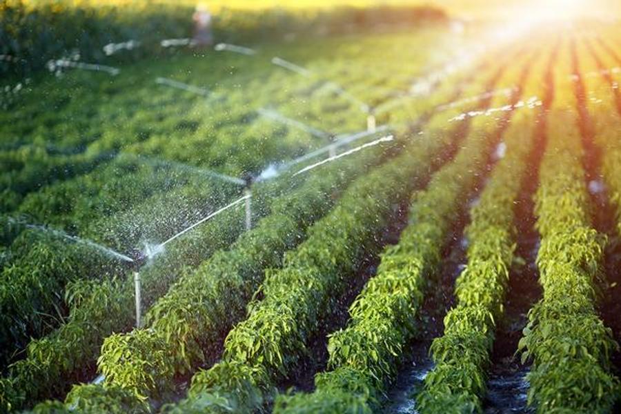 世界银行赞扬摩洛哥可持续和韧性农业的风险分担模式