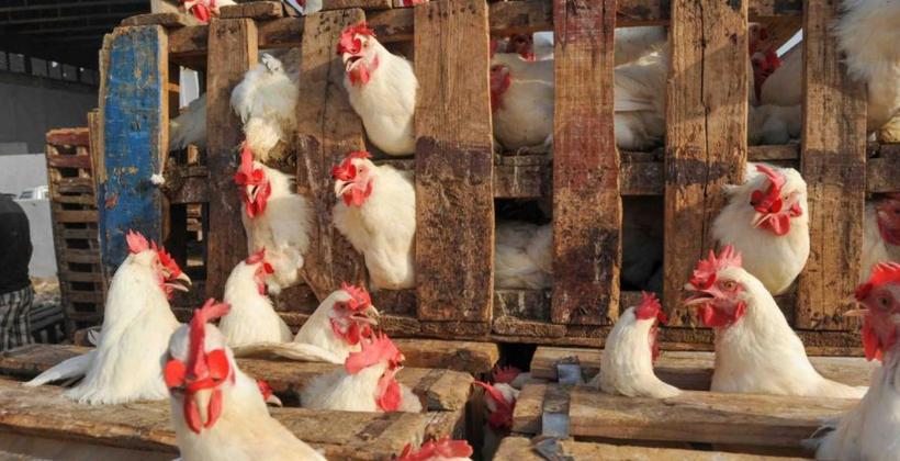 Prix du poulet au Maroc : le kilogramme atteint 24 dirhams à Casablanca