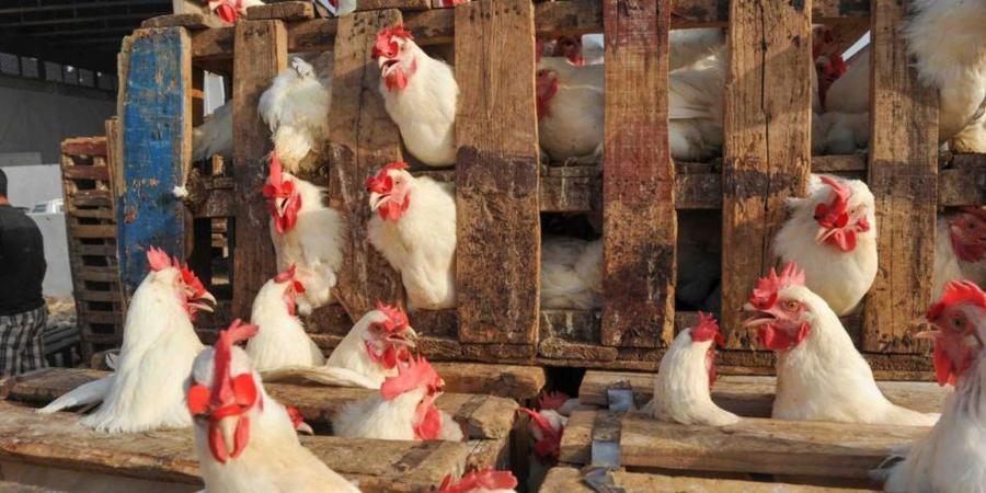 Prix du poulet au Maroc : le kilogramme atteint 24 dirhams à Casablanca