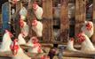 Prix du poulet au Maroc : le kilogramme atteint 24 dirhams à Casablanca