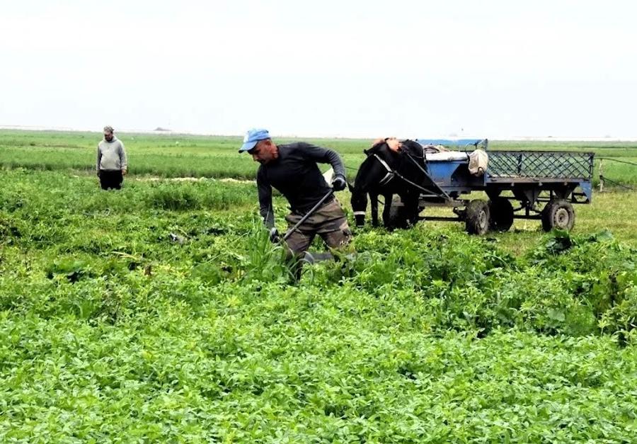 Maroc : mars apporte enfin des pluies salvatrices pour les agriculteurs