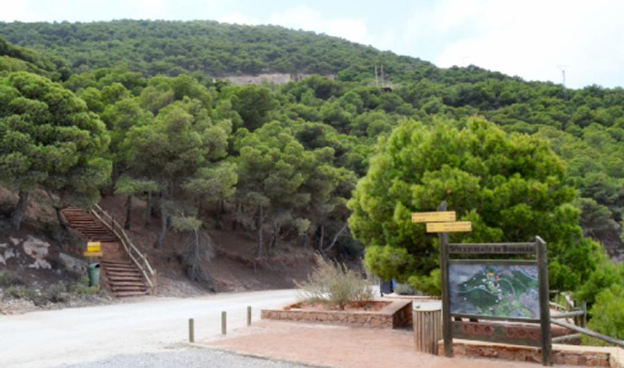 Forests at the heart of sustainable development and economic growth