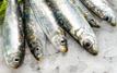 Sardines : quand un produit du quotidien devient un luxe au Maroc