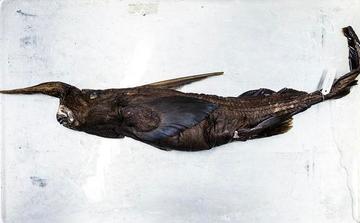 Scienziati costaricensi identificano una potenziale nuova specie di pesce fantasma nell'Oceano Pacifico