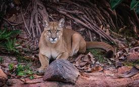 Casablanca accueille cinq pumas au Parc zoologique d’Aïn Sebaâ