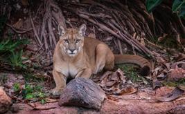 Casablanca accueille cinq pumas au Parc zoologique d’Aïn Sebaâ