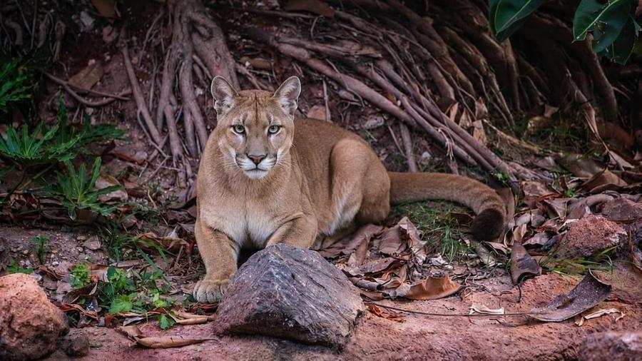 Casablanca accueille cinq pumas au Parc zoologique d’Aïn Sebaâ