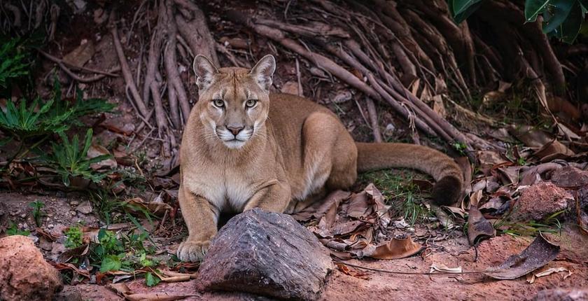 Casablanca accueille cinq pumas au Parc zoologique d’Aïn Sebaâ