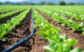 Loukkos : un investissement de 700 millions de dirhams pour moderniser l’irrigation et soutenir plus de 7.000 agriculteurs