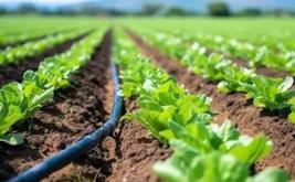 Loukkos : un investissement de 700 millions de dirhams pour moderniser l’irrigation et soutenir plus de 7.000 agriculteurs