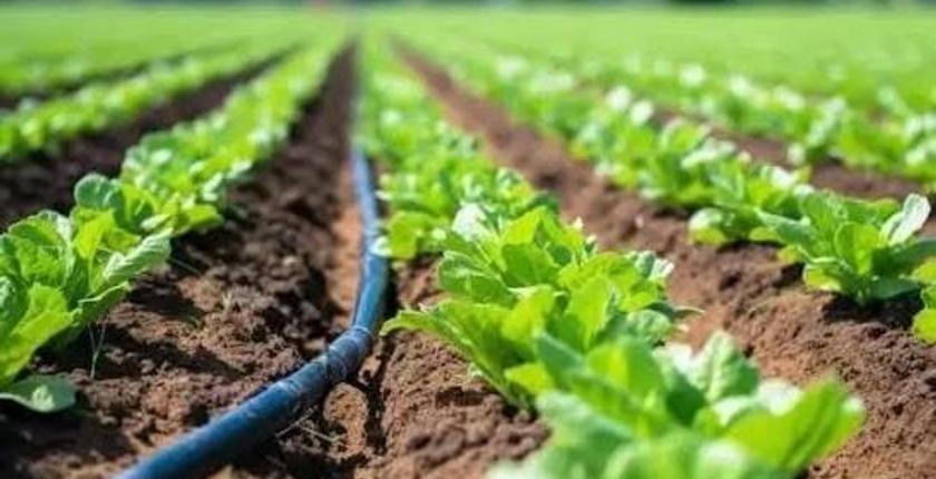 Loukkos : un investissement de 700 millions de dirhams pour moderniser l’irrigation et soutenir plus de 7.000 agriculteurs
