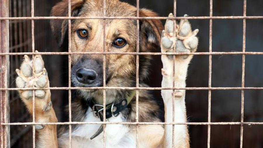 Spanish police rescue neglected animals during Cannabis plantation raid