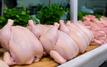 Maroc : les prix du poulet poursuivent leur baisse dans les marchés