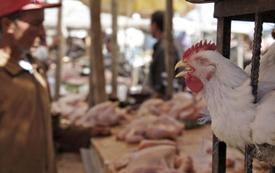 أزمة ثقة تضرب سوق الدواجن بالمغرب