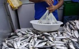 Prix de la sardine au Maroc : le Conseil de la concurrence approche de la fin de son enquête