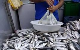 Prix de la sardine au Maroc : le Conseil de la concurrence approche de la fin de son enquête