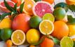 Morocco strengthens global citrus exports despite climate and market challenges