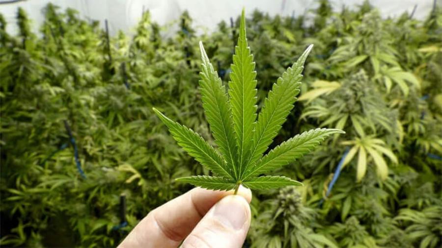 مطالب بالكشف عن معلومات بشأن الأدوية المشتقة من "الكيف"