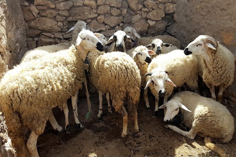 جمعية "الكسابة": رسميا القطيع يرتفع إلى 4,8 ملايين رأس