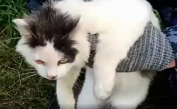 Un chat utilisé pour acheminer de la drogue vers une prison en Russie, une tentative déjouée