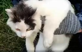 Un chat utilisé pour acheminer de la drogue vers une prison en Russie, une tentative déjouée
