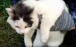 Un chat utilisé pour acheminer de la drogue vers une prison en Russie, une tentative déjouée
