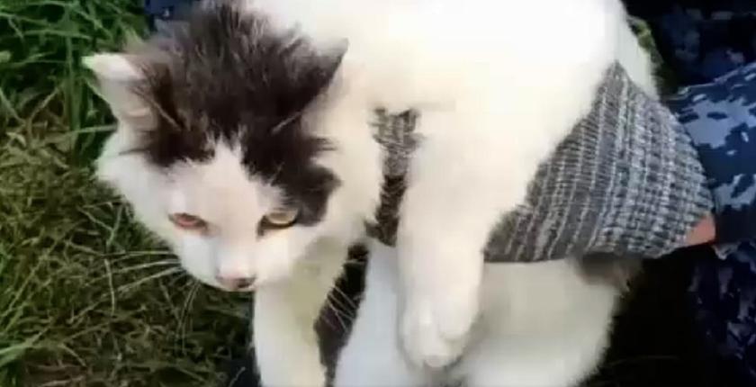 Un chat utilisé pour acheminer de la drogue vers une prison en Russie, une tentative déjouée