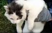 Un chat utilisé pour acheminer de la drogue vers une prison en Russie, une tentative déjouée