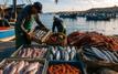 La valeur de la pêche côtière et artisanale atteint près de 5 milliards de dirhams à fin juin 2026