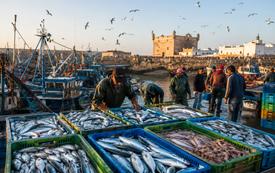 Essaouira : les débarquements de pêche bondissent de 38 % au premier semestre 2026