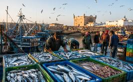 Essaouira : les débarquements de pêche bondissent de 38 % au premier semestre 2026