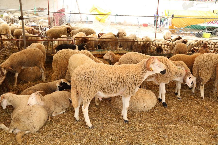 تقرير حقوقي يرصد اختلالات سوق الماشية بالمملكة