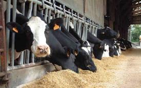 Le gouvernement suspend les droits d’importation sur le bétail pour soutenir le marché de la viande rouge