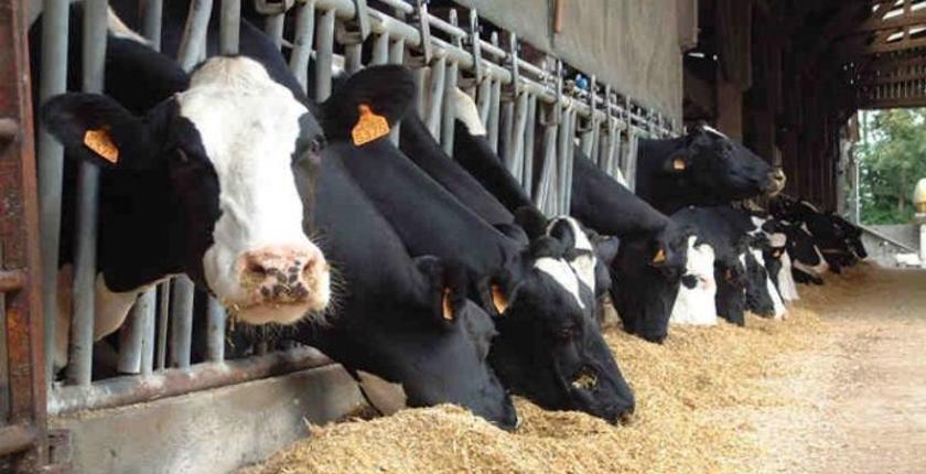 Le gouvernement suspend les droits d’importation sur le bétail pour soutenir le marché de la viande rouge