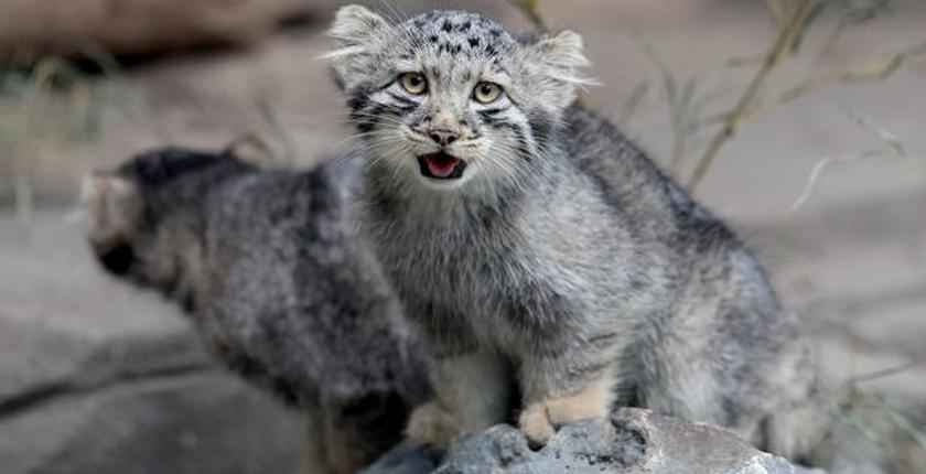 Five rare Pallas's cat kittens born in Japan highlight ancient feline species