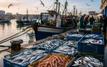 Port de Mehdia : les débarquements de la pêche reculent à 5 965 tonnes à fin juin 2026
