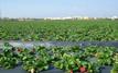 Plasticulture : le groupe grec Plastika Kritis cible le marché marocain avec une acquisition stratégique