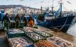 Pêche maritime : Les débarquements au port de Nador reculent de 14 % au premier semestre 2026