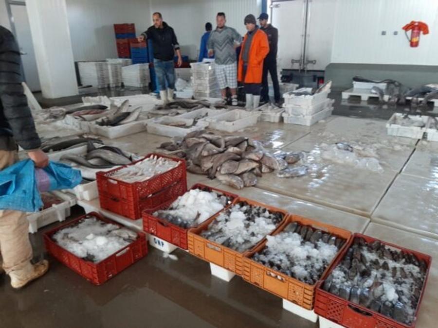 مطالب بالتحقيق في شبهات بيع الأسماك في "النوار" بالموانئ
