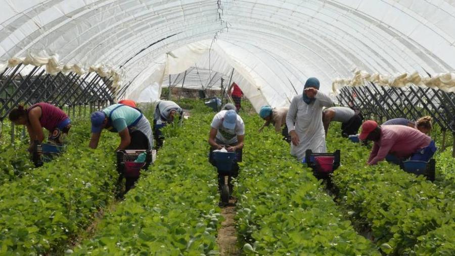 مطالب برلمانية بمواكبة العاملات الموسميات بإسبانيا