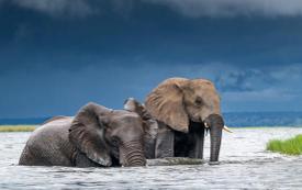 Cyanide poisoning suspected in deaths of 15 elephants at Kenya's amboseli national park
