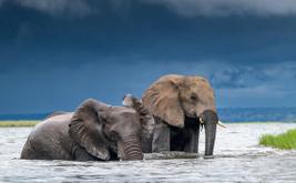 Cyanide poisoning suspected in deaths of 15 elephants at Kenya's amboseli national park