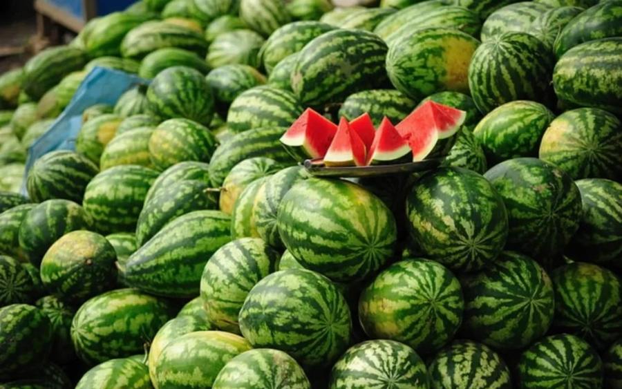 Pastèque marocaine : comment les fausses rumeurs font chuter les ventes cet été